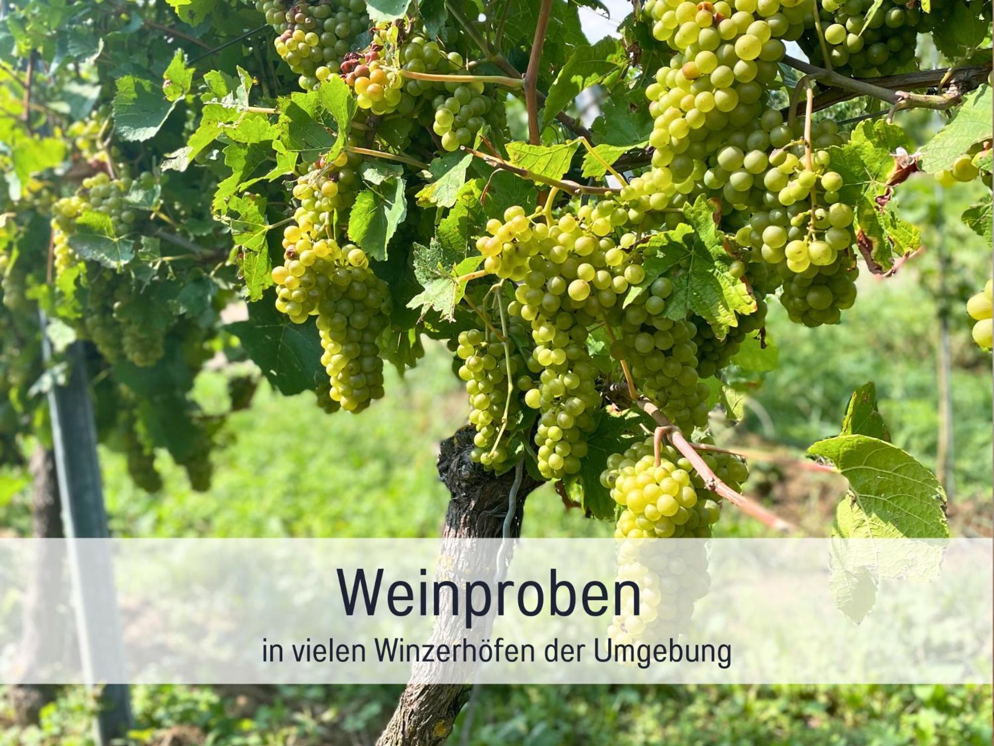 Ferienwohnungen Auszeit Langmatt 苏尔茨堡 外观 照片